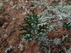 Pelargonium pillansii