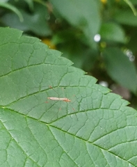 Pneustocerus gravelyi