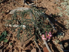 Pelargonium fergusoniae