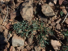 Pelargonium pillansii