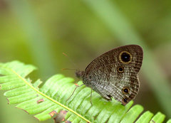 Ypthima pandocus