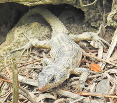 Pseudocordylus microlepidotus microlepidotus