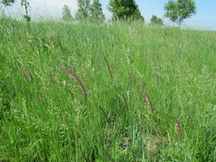 Hordeum brevisubulatum