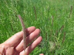 Hordeum brevisubulatum