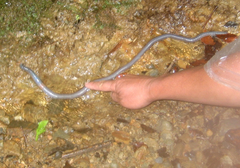 Pheretima darnleiensis