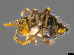 Sminthuridae