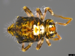 Sminthuridae