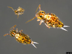 Sminthuridae
