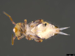 Sminthuridae