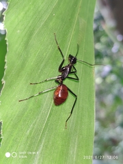 Dinomyrmex gigas