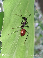 Dinomyrmex gigas