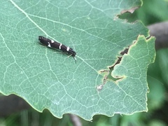 Leptocerus interruptus