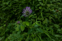 Trifolium pratense