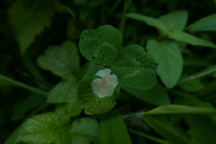 Agromyzidae