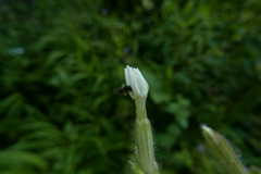 Anthophila