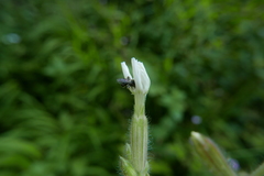 Anthophila