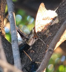 Charaxes achaemenes achaemenes