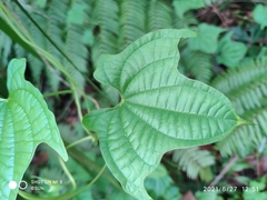 Dioscorea sansibarensis