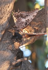 Charaxes achaemenes achaemenes