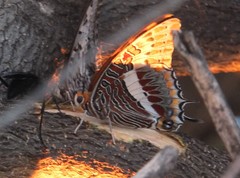 Charaxes saturnus saturnus