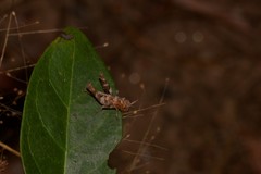 Macrolopholia
