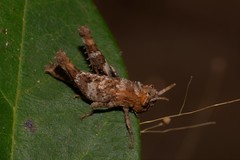 Macrolopholia