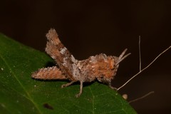 Macrolopholia