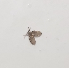 Clogmia albipunctata