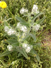 Cryptantha barbigera barbigera