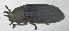Cryphaeus taurus
