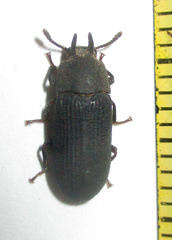 Cryphaeus taurus