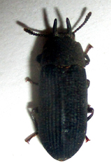 Cryphaeus taurus