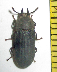 Cryphaeus taurus