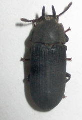 Cryphaeus taurus