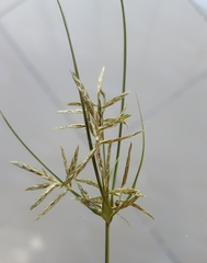 Cyperus sphacelatus