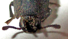 Cryphaeus taurus