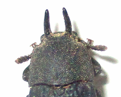 Cryphaeus taurus