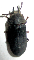 Cryphaeus taurus