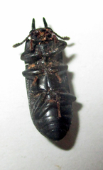 Cryphaeus taurus