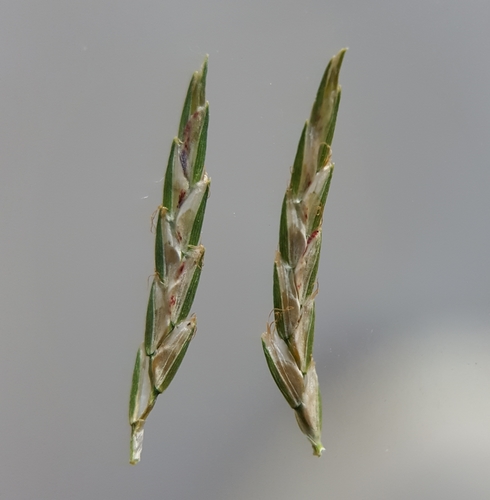 Cyperus sphacelatus