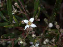 Zieria laxiflora