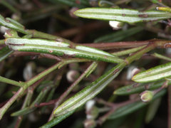 Zieria laxiflora