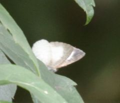 Spalgis lemolea lemolea