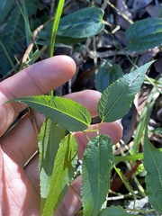 Corchorus cunninghamii