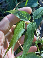 Corchorus cunninghamii