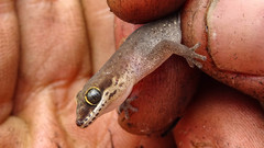 Pachydactylus punctatus