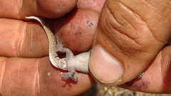 Pachydactylus punctatus