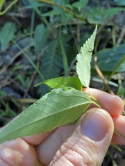 Corchorus cunninghamii