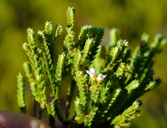Euchaetis burchellii