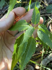 Corchorus cunninghamii